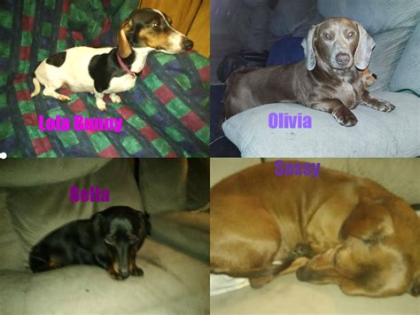 Hours, address, iowa speedway reviews: MTdachshund | Dachshund Breeder | Denison, Iowa