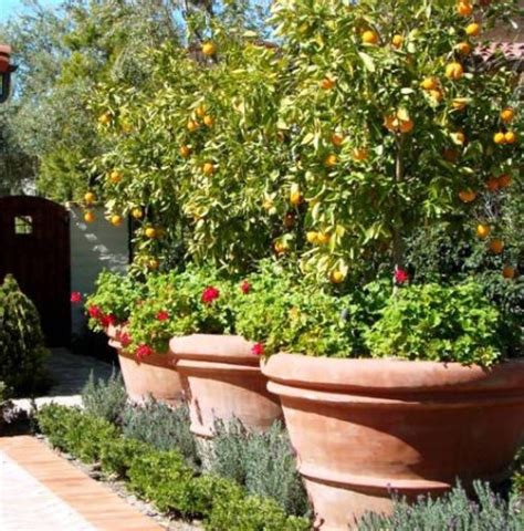 11 best fruit trees to grow in pots. Pin on Landscaping ideas