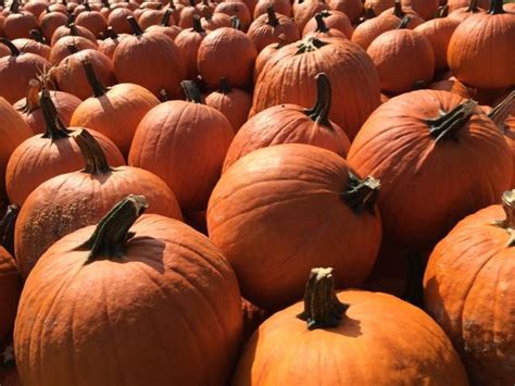 Hop on a wagon to visit the patch where pumpkins, gourds and squash come in all sizes, shapes, and colors. 2019 Pumpkin Patches in Northern Virginia for Fall ...