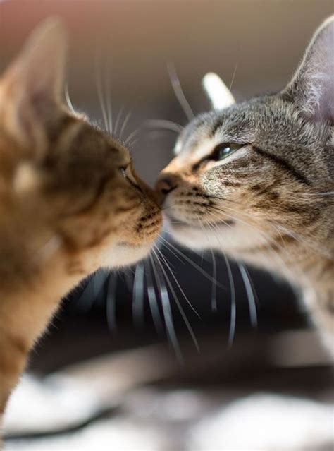 Thexvid.com/video/0lpvgx4pf4a/video.html tiktok anak kecil tik tok anak kecil tiktok anak anak #tiktok #tiktokviral #tiktokanakviral ayo diremein. Kucing Lucu Couple