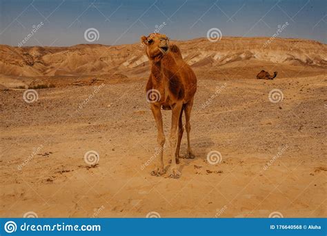 Situated in the mountains, this hotel is 2.6 mi (4.1 km) from hamakhtesh hagadol and within 16 miles (25 km) of. Camel in desert in Israel stock photo. Image of hump ...