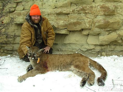 Maybe you would like to learn more about one of these? Mountain Lion Hunt in Colorado USA | AfricaHunting.com