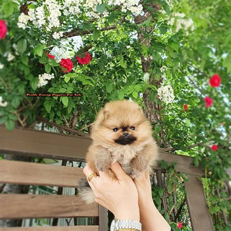 When you are ready to make the commitment to add a furry friend to your family, be at petme teacup puppies, you will be working with professional, compassionate breeders who take great pride in producing happy healthy puppies. Skippy - Mini Pomeranian F. | PetMe Teacup Puppies