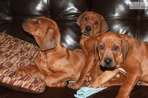 Rr rescue of northern ca. Rhodesian Ridgeback puppy for sale near Greenville ...