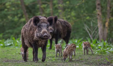 Und nicht zuletzt als träger von viren, die uns immer wieder beschäftigen. Nackter Mann verfolgt Wildscheine am Badesee: Fotos gehen ...