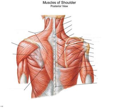 Without allowing your shoulder blade to move, pull your hand up towards the sky (the motion of external rotation) before returning back down. Diagram Of The Shoulder (With images) | Muscle diagram, Neck and shoulder muscles, Body diagram