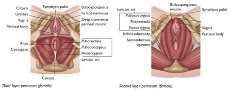 Muscle anatomy is again well seen, including iliopsoas muscle, gluteus maximus muscle, and normal mr anatomy and techniques for imaging of the male pelvis. Anatomy Of The Pelvis Muscles : Pelvic Floor Disorders ...