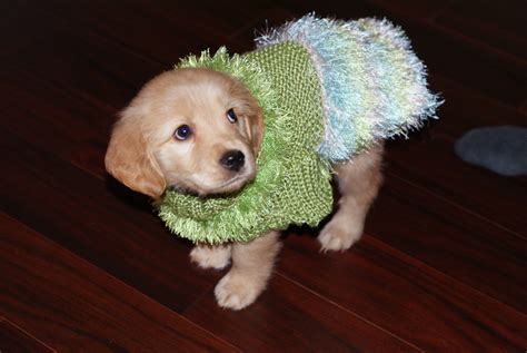 Inspirational designs, illustrations, and graphic elements from the world's best. My mother knit a sweater for our new golden puppy. : aww