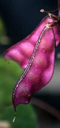 Lablab purpureus is a species of bean in the family fabaceae. Hyacinth bean: Cooking Wiki