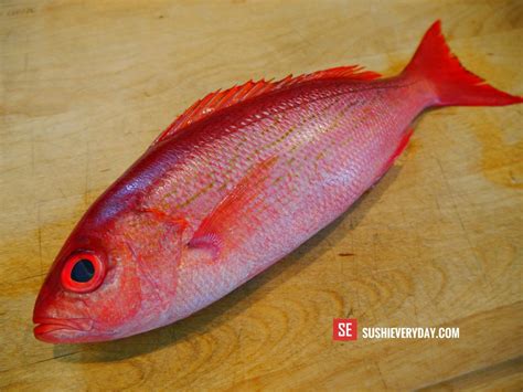 We did not find results for: Vermilion Snapper (Beeliner) - Sushi Everyday