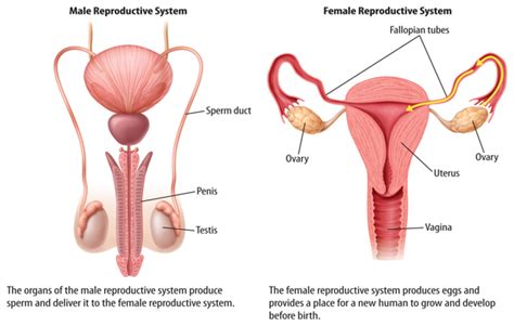 Sexually fluid vs pansexual indonesia. The Reproductive System | Welcome to Mrs. Sandoval's ...