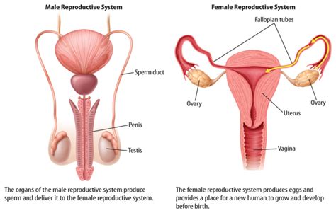 Someone who's fluid, they aren't necessarily going to consistently experience attraction for both women and men, diamond explains. The Reproductive System | Welcome to Mrs. Sandoval's ...