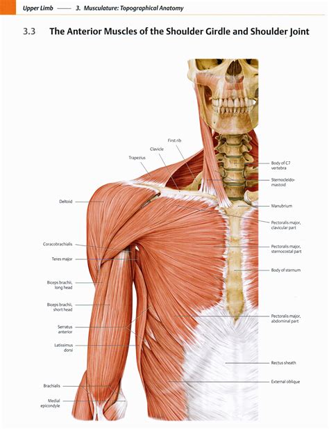 The muscles at the front of the arm, biceps, and brachialis, bend the elbow moving the forearm up. Second February 2012 Trial Win! | Oregon Personal Injury ...