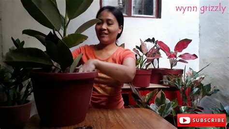 In the wild, the rubber tree will grow to heights of 100 to 130 feet, and can live up to 100 years. Repotting Rubber Plant/Rubber tree/Ficus Elastica - YouTube