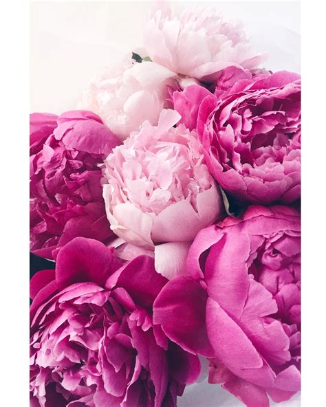 We did not find results for: Peonies | Lucy's Flowers