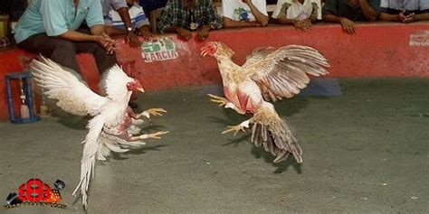 Beak fight merupakan sabung ayam pada umumnya, dimana ayam yang di adu tidak memakai taji pisau dan alat lainnya. Mengenal Sabung Ayam Pisau Di Filipina