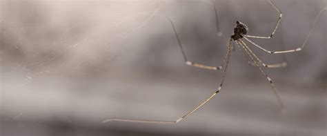 Some landlords may not assume responsibility for pest control. Profile - Spiders