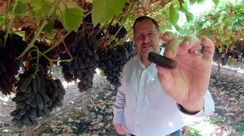Because seedless grapes are unable to reproduce without help, horticulturalists had to. How Cotton Candy Grapes Are Made (360° VR) - YouTube