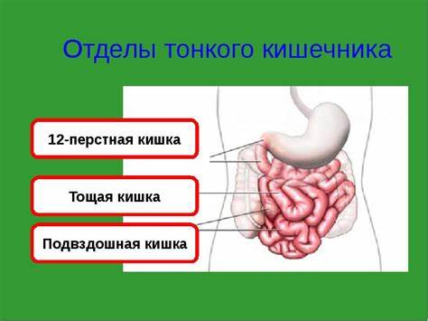 Лечение кишечника диета Лечение кишечника. Лечение лечение кишечника от ведущих докторов Лечение кишечника. Лечение лечение кишечника от ведущих докторов Лечение кишечника диета