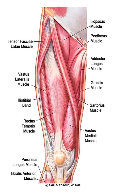 Nerves carry signals from the brain to the muscles to move the hip and carry signals from the muscles back to the brain about pain, pressure and temperature. Understanding the Hip Anatomy Muscles for Yoga | Jason ...
