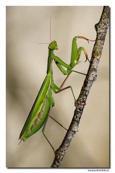 Billions of cicadas have emerged this spring in the eastern us and entomologists are loving it. SSSTTT.............Baska brother by waugh ...