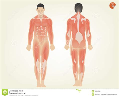 Our bodies consist of a number of biological systems that carry out specific functions necessary for everyday living. Human Body Diagram Back Side ~ DIAGRAM