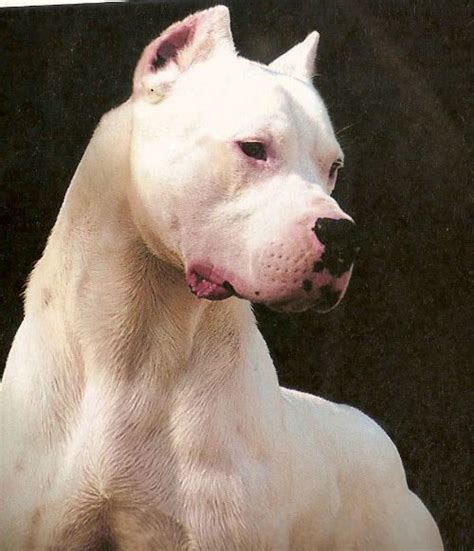 Check spelling or type a new query. Puppy Most Muscular Dogo Argentino Price