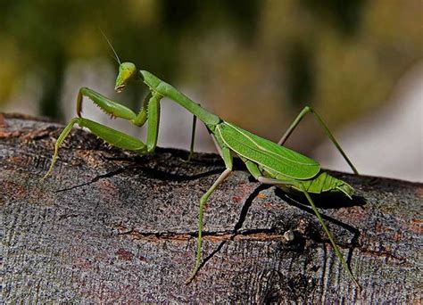Maybe you would like to learn more about one of these? Praying Mantis Dream Meaning and Interpretations - Dream Stop