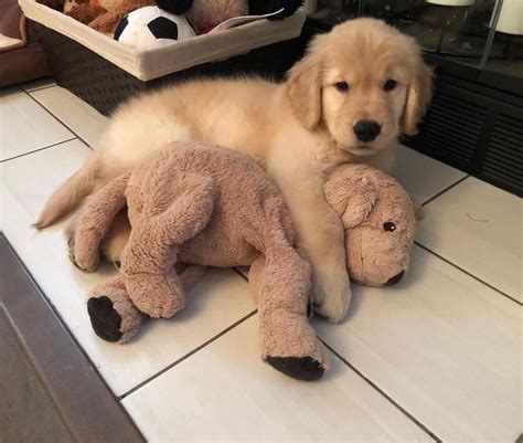 Vor tausenden von jahren begannen menschen, tiere zu zähmen und mit ihnen zu leben. Golden Retriever Welpe und bester Freund ... - #bester # ...