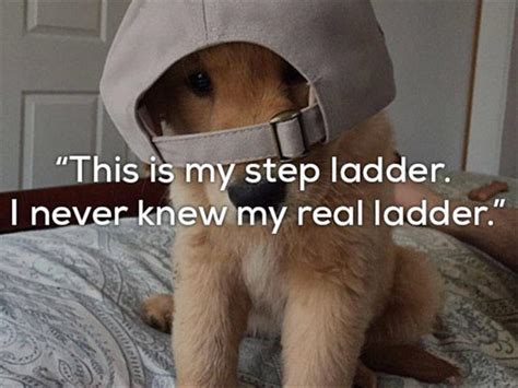 A big list of cow jokes! Really Bad One Liner Jokes Are Funnier With Dogs 24 Pics