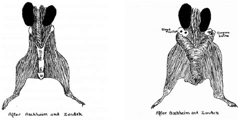 We did not find results for: Aschheim-Zondek test. Left: non-pregnant; Right: pregnant ...