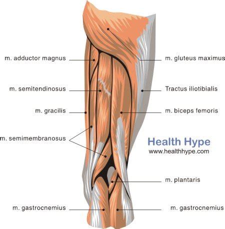 The hamstrings are excessively lengthened yet overactive in individuals with lower crossed syndrome (lcs). Thigh Muscles Diagram, Pictures, List of Actions ...