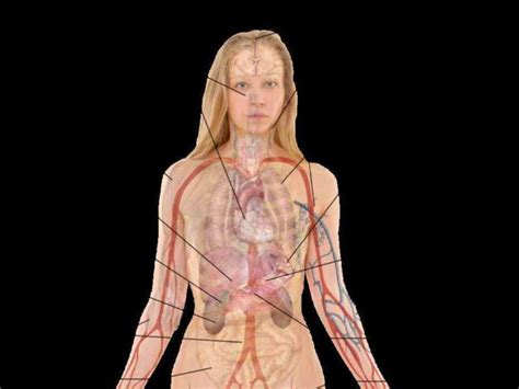 Female body internal organs chart with labels on white background. and pelvis labeled structures include large bowel colon ...