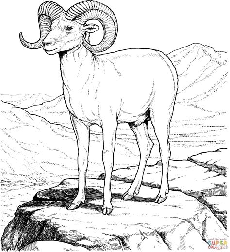 Their interesting appearance and friendly nature endear them to kids who love to spend time with these animals and coloring pages featuring them. Rocky Mountain Bighorn Sheep coloring page | Free ...