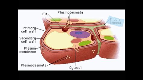 Cell walls are found across the tree of life: AP Biology - Plant Cell Wall - YouTube