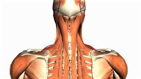 The extrinsic muscles that are associated with upper extremity and shoulder movement, and the intrinsic muscles that deal with movements of the vertebral several small muscles in the cervical area of the vertebral column are also important. Intermediate and Deep Muscles of the Back - Anatomy ...