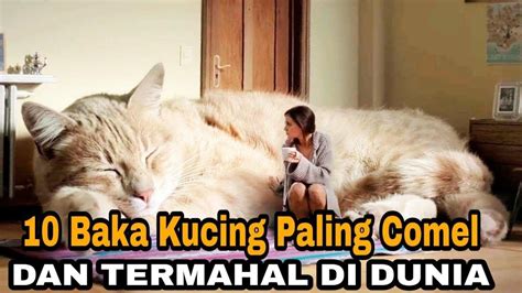 Koleksi gambar kucing paling comel gebu mungkin ada di antara gambar gambar kucing comel. 10 Baka Kucing Paling Comel Dan Termahal Di Dunia, No.2 Tu ...