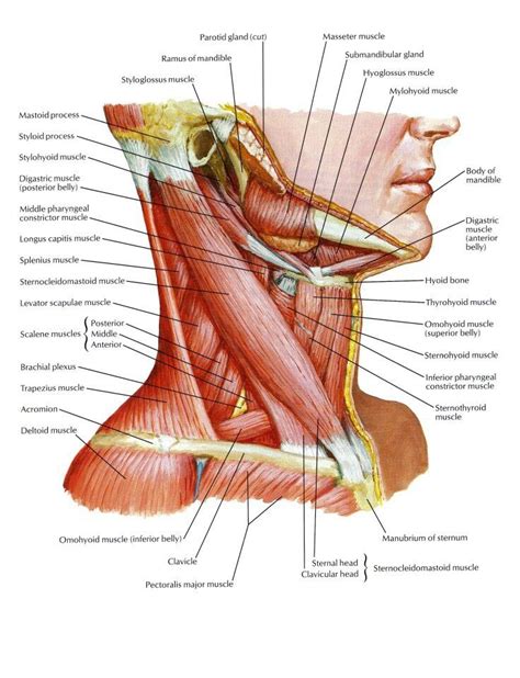 Human muscle system, the muscles of the human body that work the skeletal system, that are under voluntary control, and that are it is accomplished primarily by the sternocleidomastoid muscles, with assistance from the longus colli and the longus capitis, which are found in the front of the neck. Neck Muscles | 解剖学, 筋肉, 人体