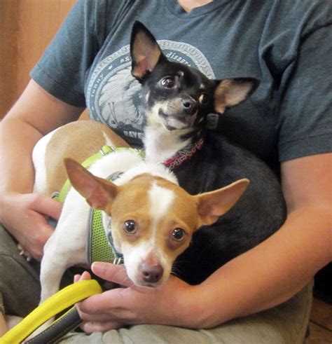 Second chance pet adoptions ретвитнул(а) friends of wcac. Chihuahuas were rescued from hoarder - nj.com