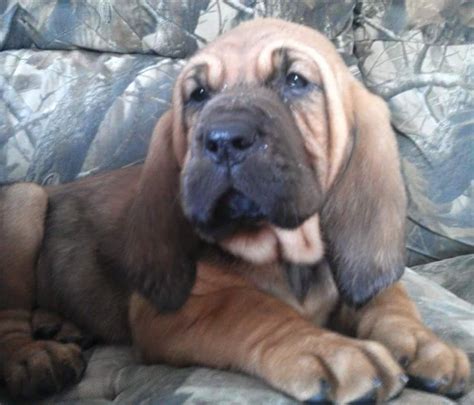 Ask questions and learn about vizslas at nextdaypets.com. Bloodhound Puppies For Sale | Hillsboro, OH #283848