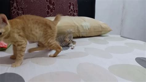 Hewan menggemaskan ini jika tidak dirawat dengan baik dan benar maka dapat terjangkit penyakit kulit seperti scabies atau bahkan mengalami kematian yang disebabkan oleh infeksi bakteri. Penyiksaan Anak Kucing 2... 😥 - YouTube