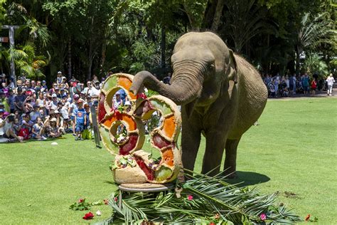 Welcome to the perth zoo thexvid channel. Jumbo Celebration for Zoo Matriarch | Perth Zoo