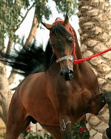 Beautiful brown arabian horse grazing on high mountain. Arabian shades of brown | Beautiful horses, Horses, Most ...