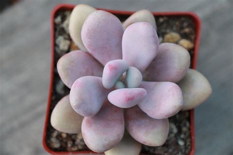 Use our water calculator to personalize watering recommendations to your environment or download greg for more advanced. Pachyphytum oviferum 'Pink Moonstones' | Pink moonstone ...