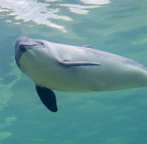 Am heutigen tag des #schweinswal|s weist das #ozeaneum #stralsund auf die bedrohung der einzigen in der #ostsee beheimateten walart hin. „Besorgniserregender Trend": Deutlich weniger Schweinswale ...