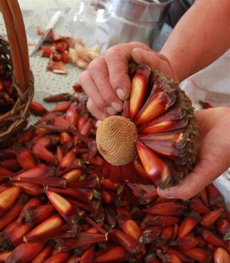 Seeds or seedlings of a monkey puzzle tree produce a lovely ornamental plant. 5 Monkey Puzzle Tree Araucaria Seeds