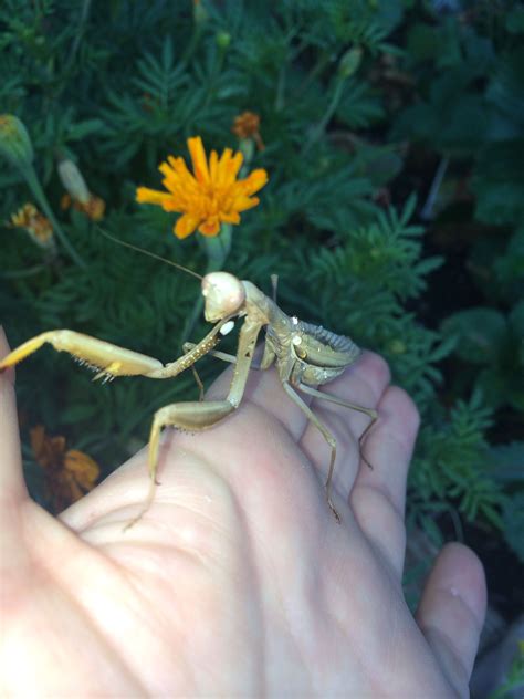 Creature digitalartwork digitaldrawing digitalillustration digitalpainting dragon fantasycreature hybrid hybridanimal mantis. Praying mantis that I found in the garden. | Uromastyx ...