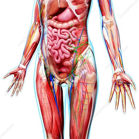 A muscular membrane, the thoracic diaphragm, extends across this hollow and divides the tabs thoracic cavity: Female anatomy, artwork - Stock Image - F007/3776 ...