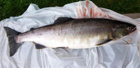 Pukkellaksen tilhører det vi kaller stillehavslaksene, i slekten oncorhynchus. Pukkellaks fanget i Skauga | Norske Lakseelver