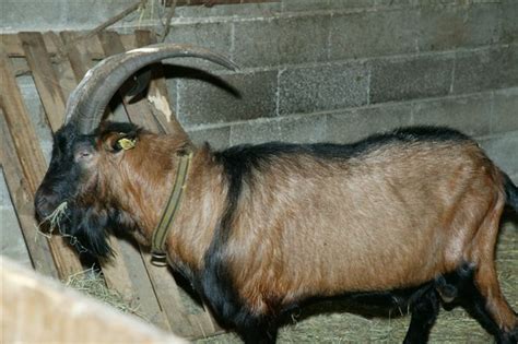 Από την πλευρά της η αδελφή του 23χρονου ανέφερε ότι γίνονται προσπάθειες προκειμένου να βρεθούν μάρτυρες που. ΤΡΑΓΟΣ Archives - zarpanews.gr
